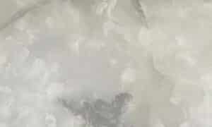 חיפוי קיר דמוי שיש מבריק WM22